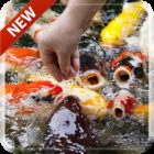 Koi Free 3D Live Wallpaper