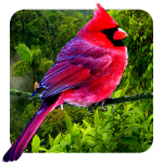 3D birds parallax live wallpaper