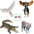 English Animals Vocabulary