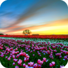 Flower Fields PRO Live Wallpaper